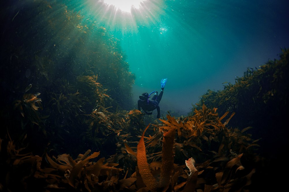 Joanna Smart - Underwater - Seaweed - Tasmania - Australia