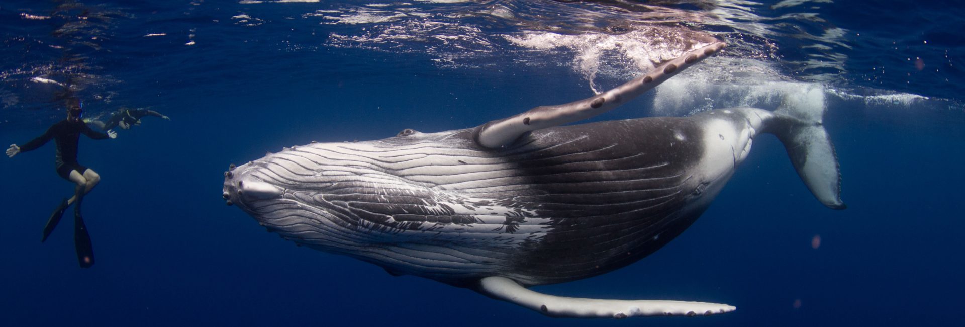Humpback Whales – The World’s Best Places for Whale Watching and Swimming