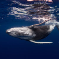 Humpback_Shutterstock