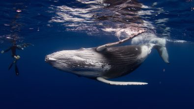 Humpback_Shutterstock