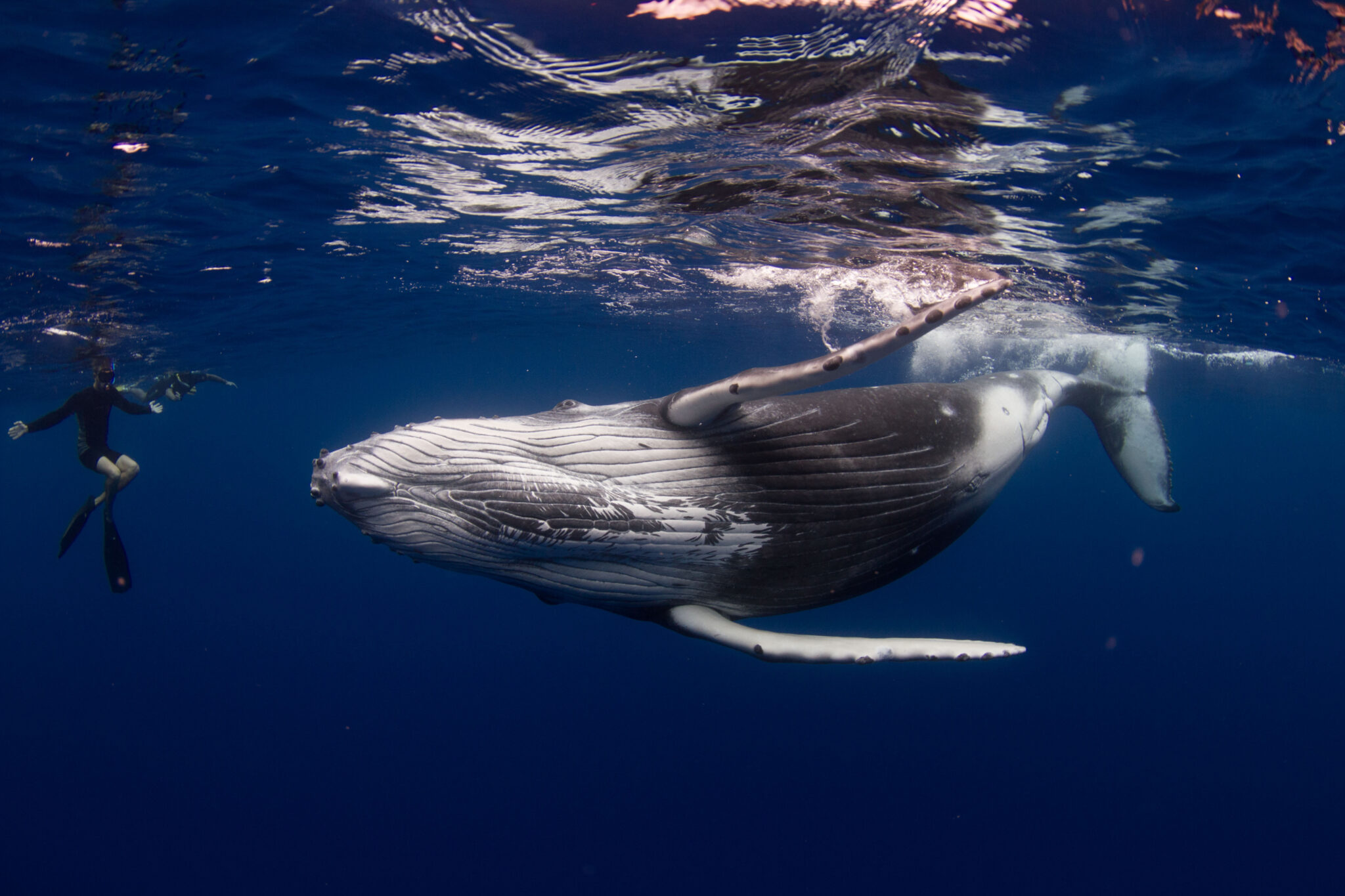 A skin diver gets close to a humpback whale, one of the benefits of snorkeling and why it makes a popular scuba alternative