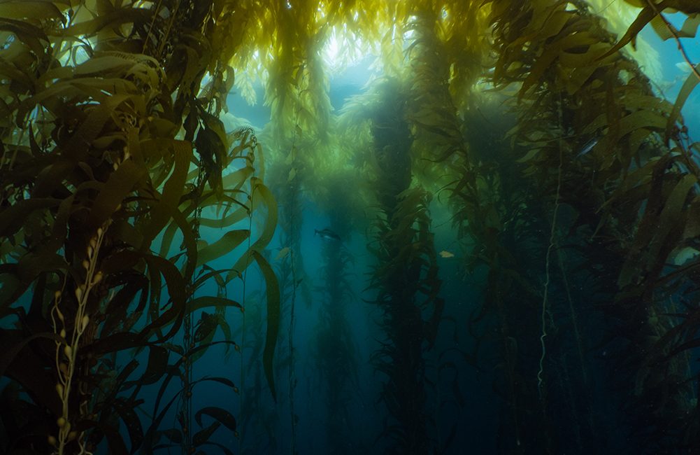 The Secret Life of Seaweeds