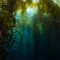 Joanna Smart - Underwater - Seaweed - Tasmania - Australia