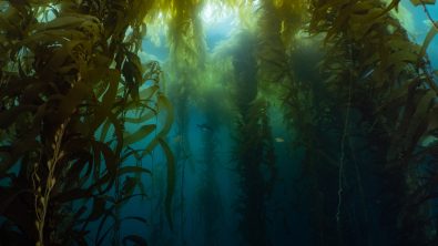 Joanna Smart - Underwater - Seaweed - Tasmania - Australia