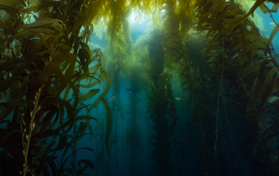 Joanna Smart - Underwater - Seaweed - Tasmania - Australia