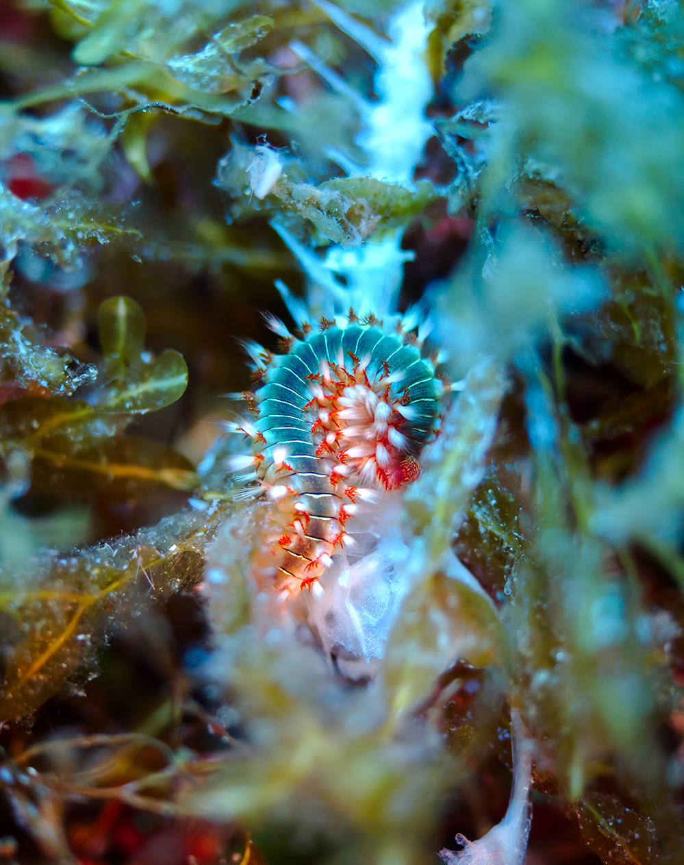 Malta - Underwater - Scuba Diver - Nudibranch - Gozo