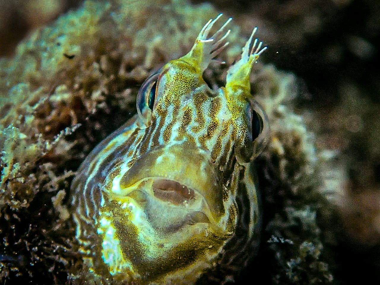 Fish- Underwater - Marine Life - India