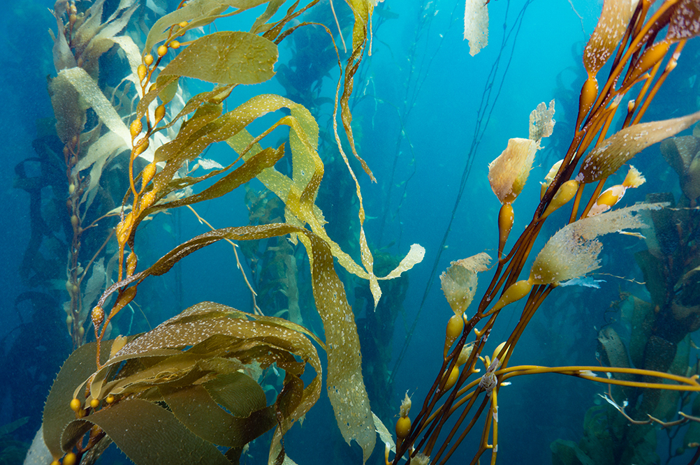 Joanna Smart - Underwater - Seaweed - Tasmania - Australia