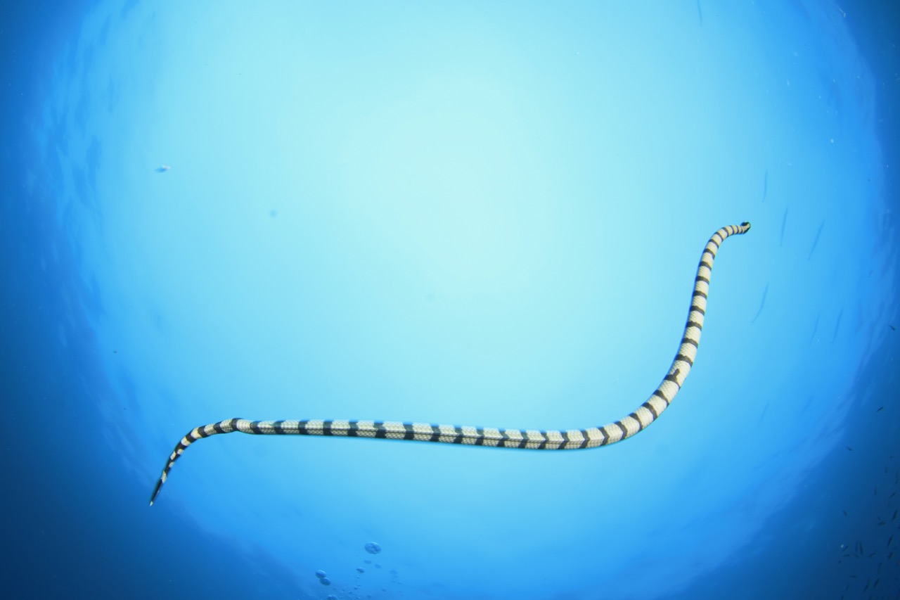 sea snake facts snake swimming in blue
