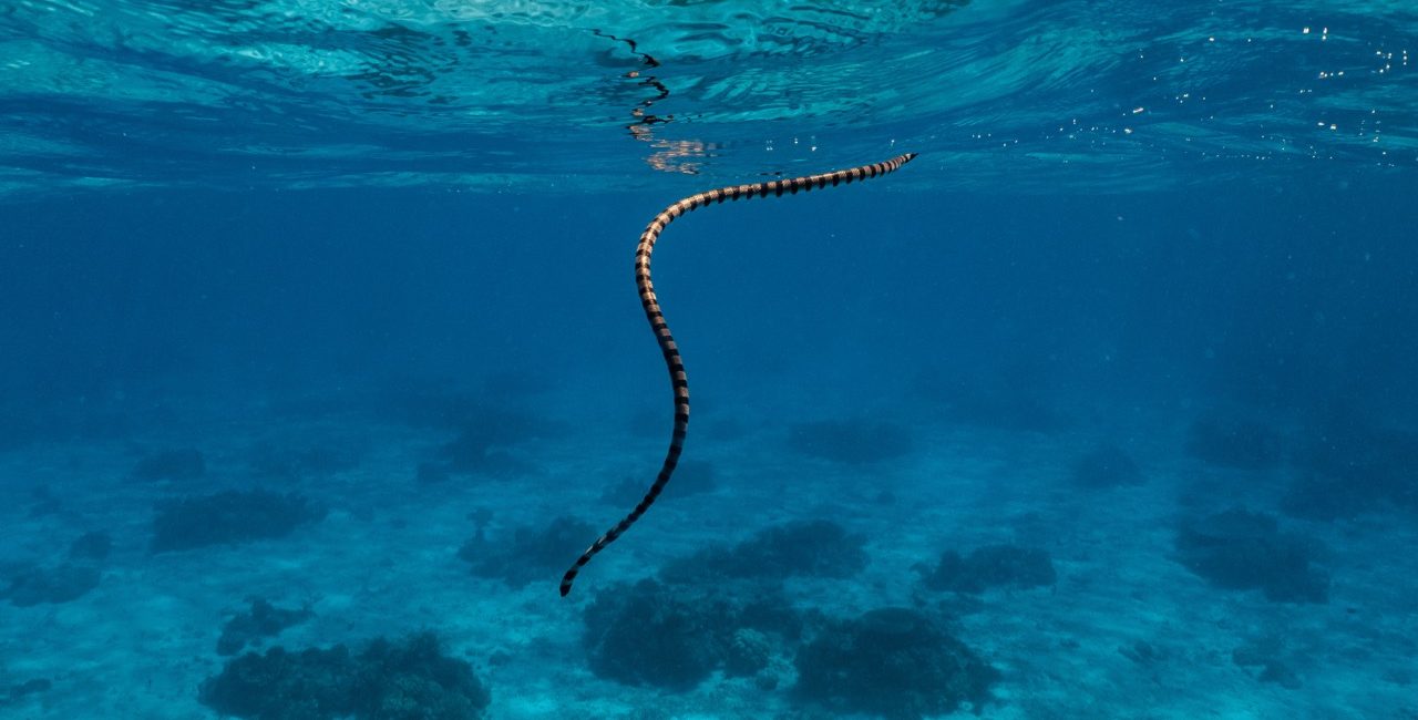 16 Facts About Sea Snakes