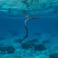 sea snake facts snake swimming in ocean