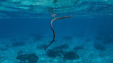 sea snake facts snake swimming in ocean