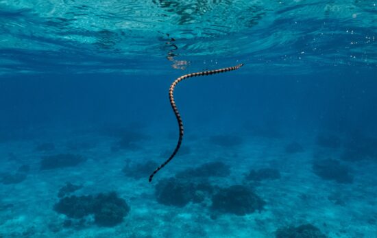 sea snake facts snake swimming in ocean