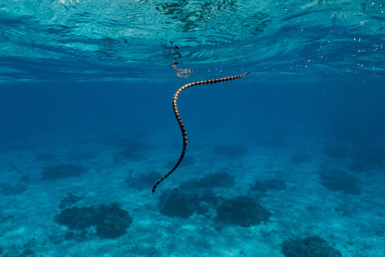 dive with sea snakes banded krait snake swimming in ocean