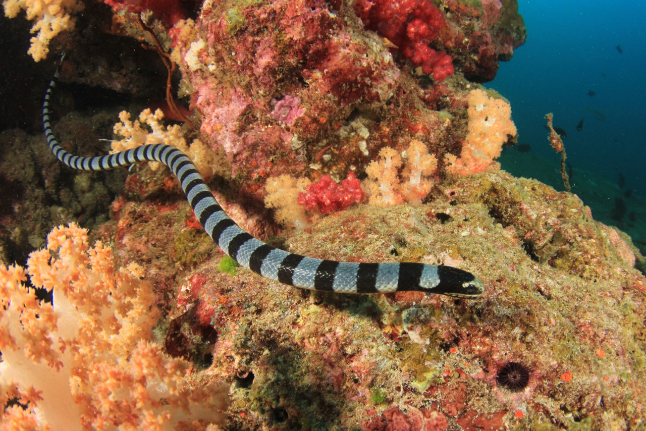 dive with sea snakes banded krait swimming by