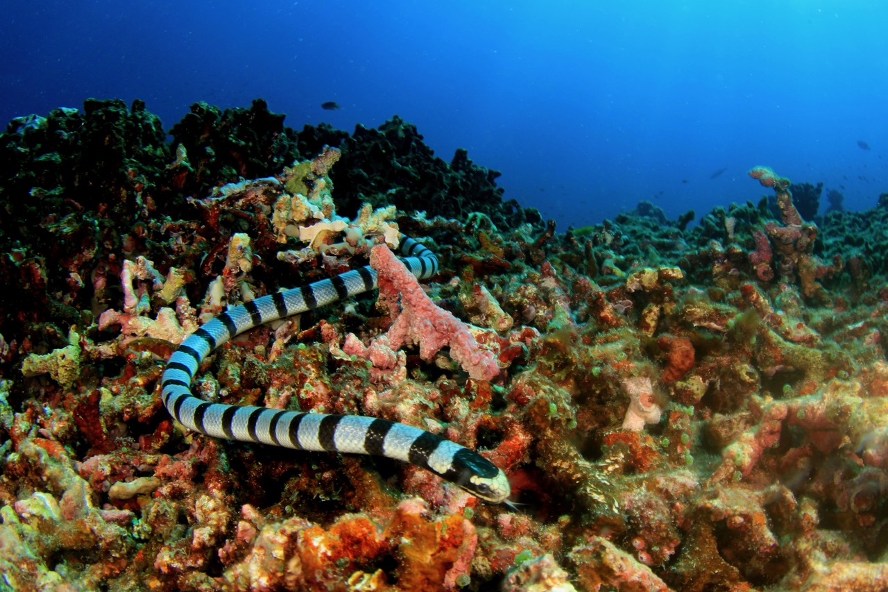sea snake facts sea krait in coral
