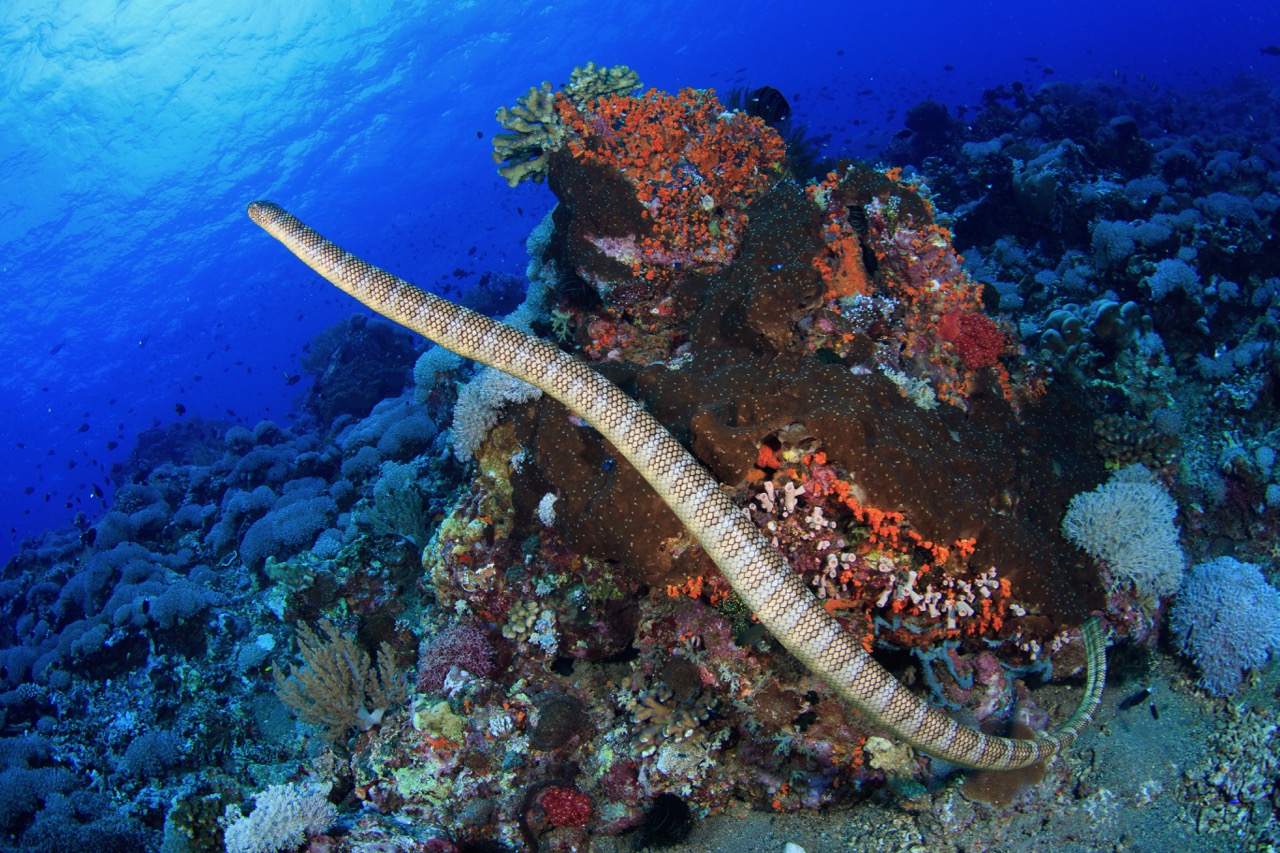 dive with sea snakes swimming