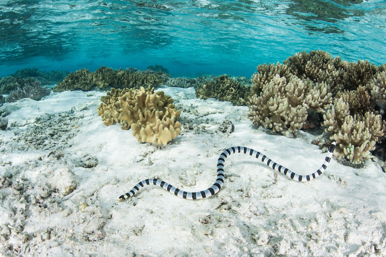 A Banded sea krait swims in the shallows in the Solomon Islands. This remote area of Melanesia is home to an amazing amount of marine biodiversity and is a popular area for diving and snorkeling.