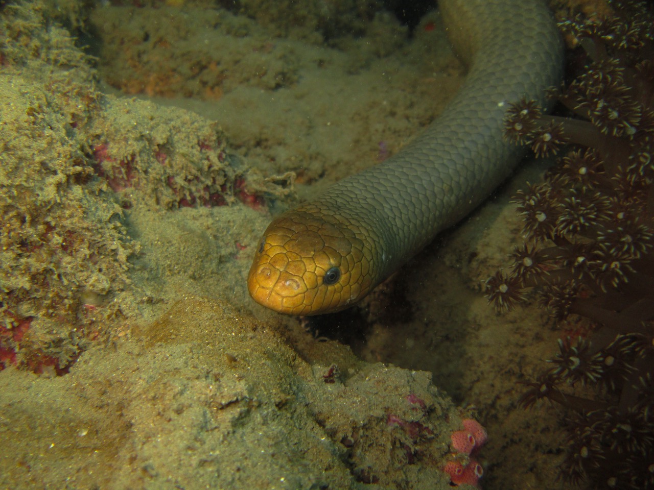 Caribbean Sea Snakes