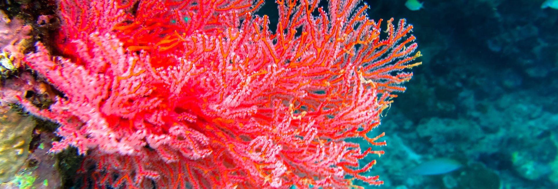 Why is Saving the Ocean Important to You?
