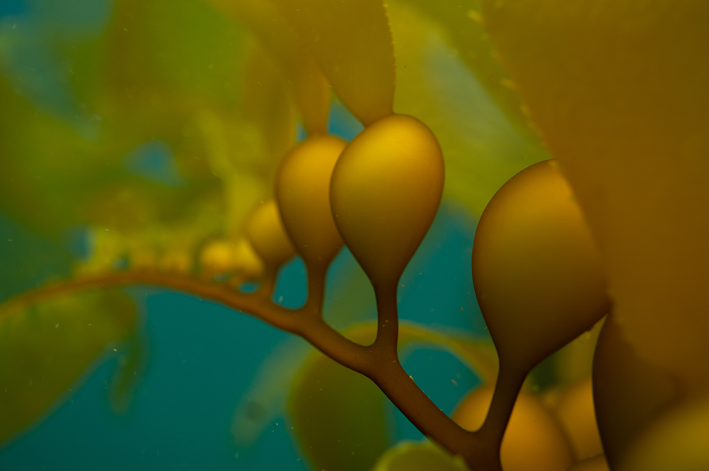 Joanna Smart - Underwater - Seaweed - Tasmania - Australia