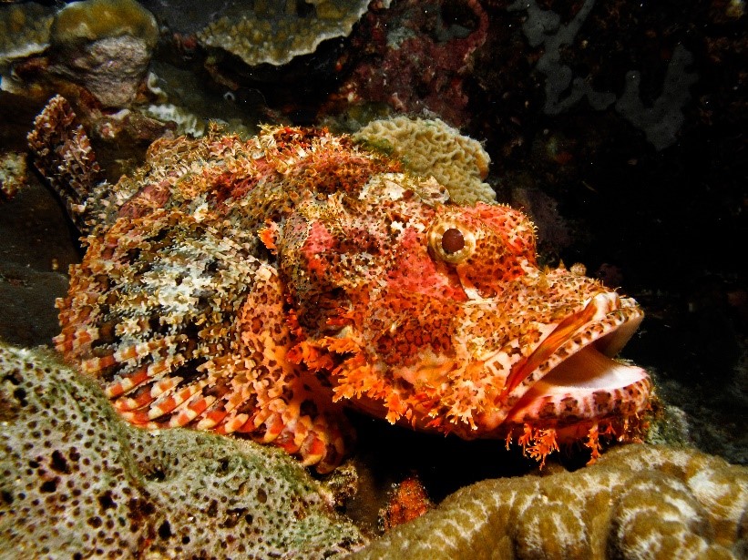 Scorpionfish - Underwater - Marine Animal