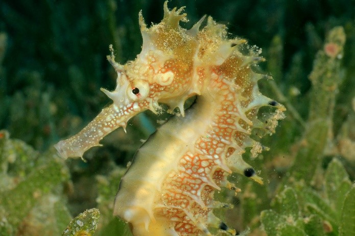 Seahourse - Yellow Seahorse - Underwater