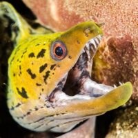 Moray Eel - Yellow - Underwater