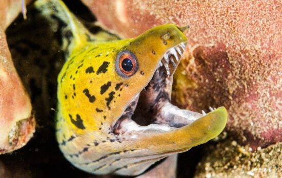 Moray Eel - Yellow - Underwater
