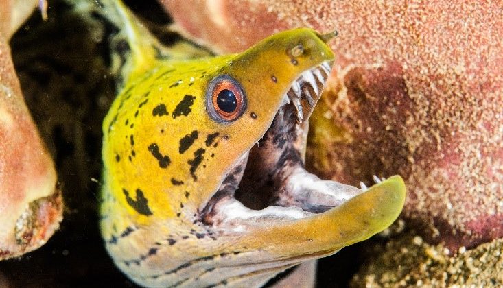 Moray Eel - Yellow - Underwater