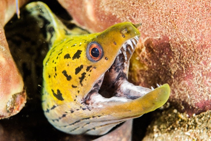 Moray Eel - Yellow - Underwater