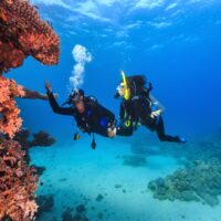 two divers in bonaire doing conservation work