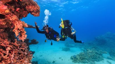 two divers in bonaire doing conservation work