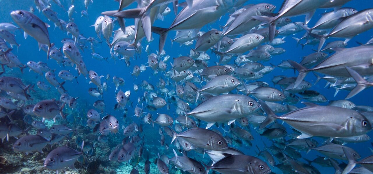 Marca la diferencia para nuestros océanos con Centros de Buceo y Resorts PADI
