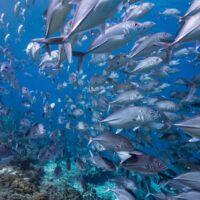 school of fish in bonaire conservationist's dream