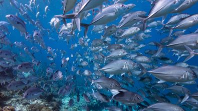 school of fish in bonaire conservationist's dream