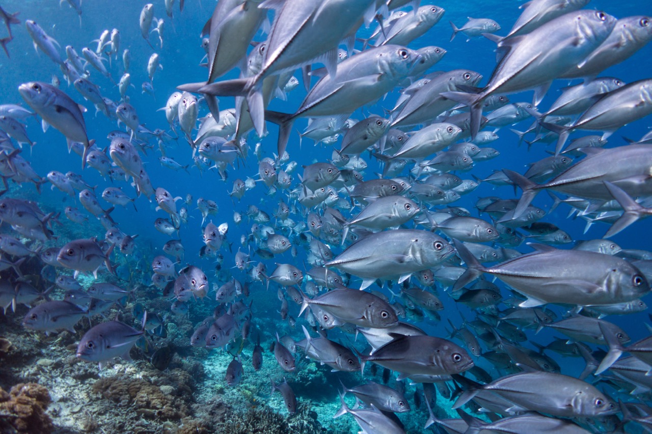 school of fish in bonaire conservationist's dream