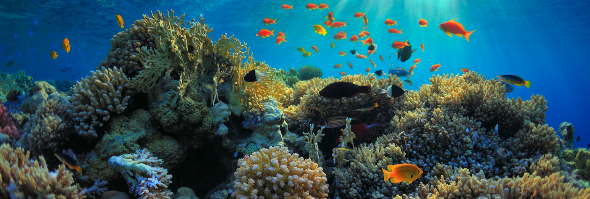 5 Things to Tell Your Friends About Ocean Conservation