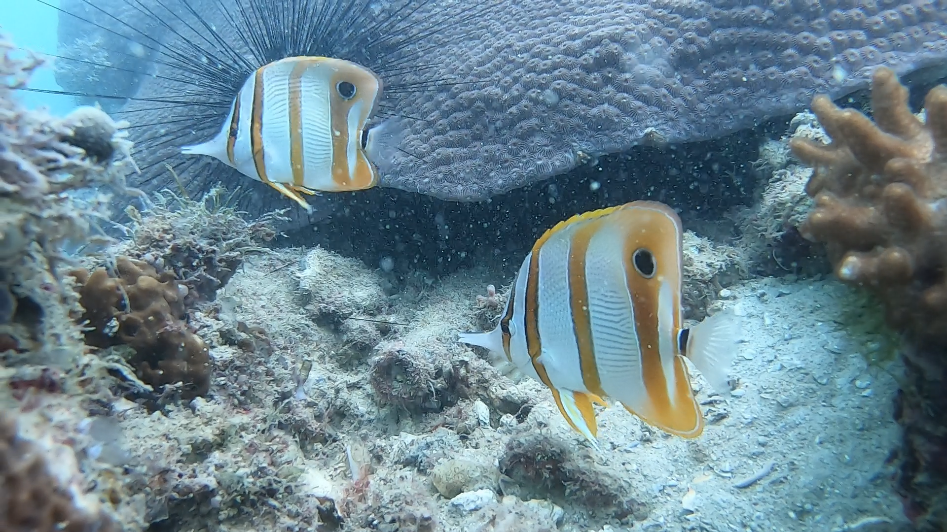 copperband-butterflyfish-pulau-hantu-singapore