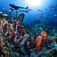 A diver on a reef in Curacao, a conservationist's dream