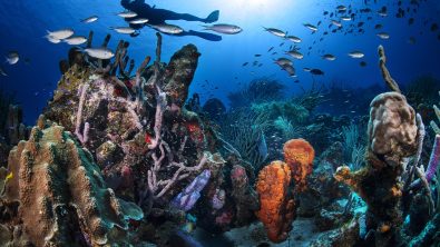 A diver on a reef in Curacao, a conservationist's dream