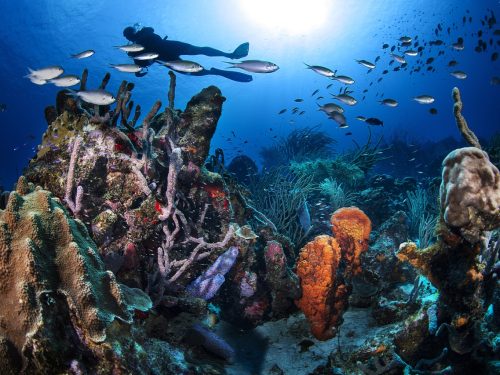 A diver on a reef in Curacao, a conservationist's dream