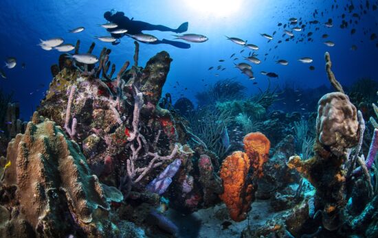 A diver on a reef in Curacao, a conservationist's dream