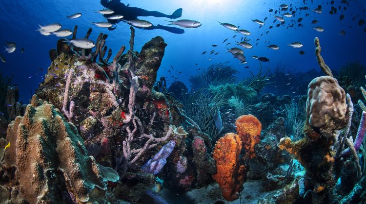 A diver on a reef in Curacao, a conservationist's dream