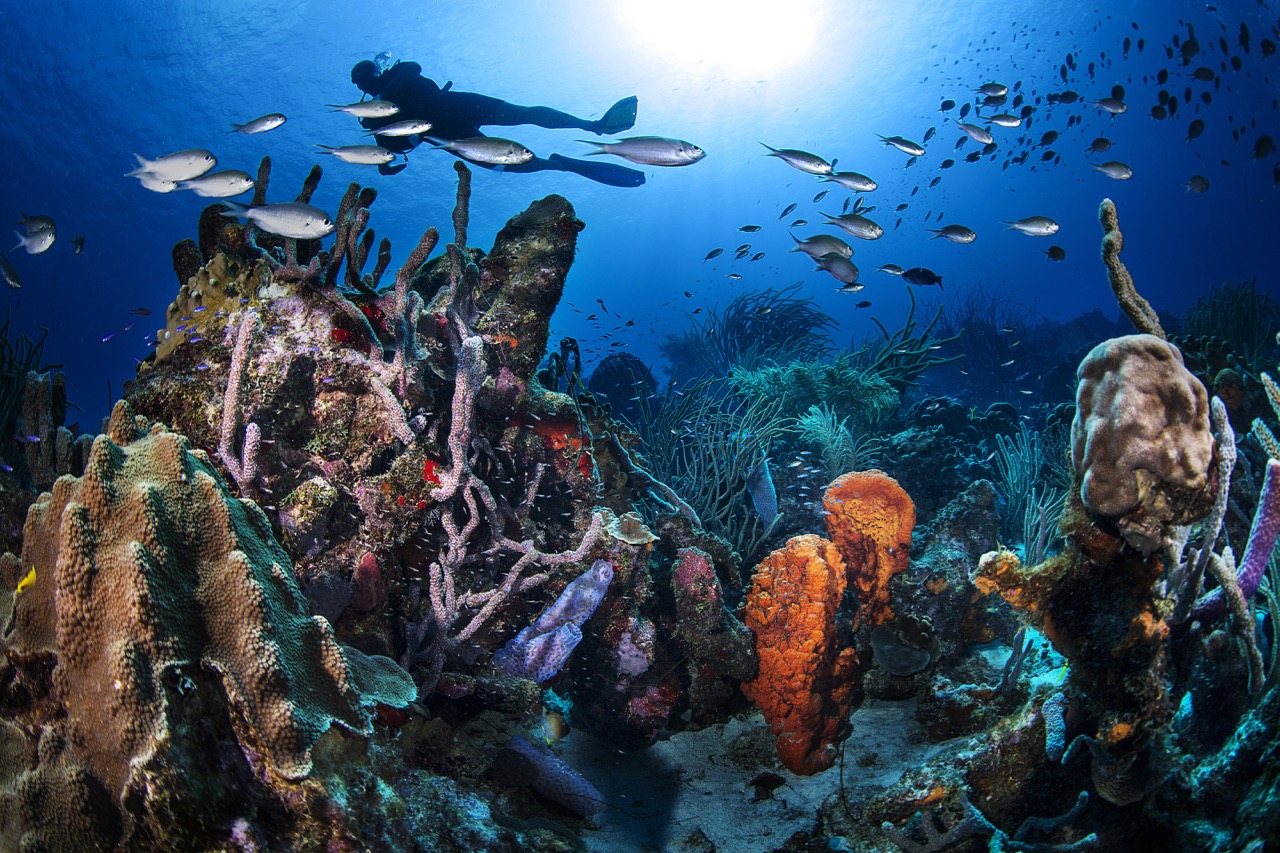 A diver swims above a colourful coral reef, where Peak Performance Buoyancy helps with having a balanced and enjoyable dive