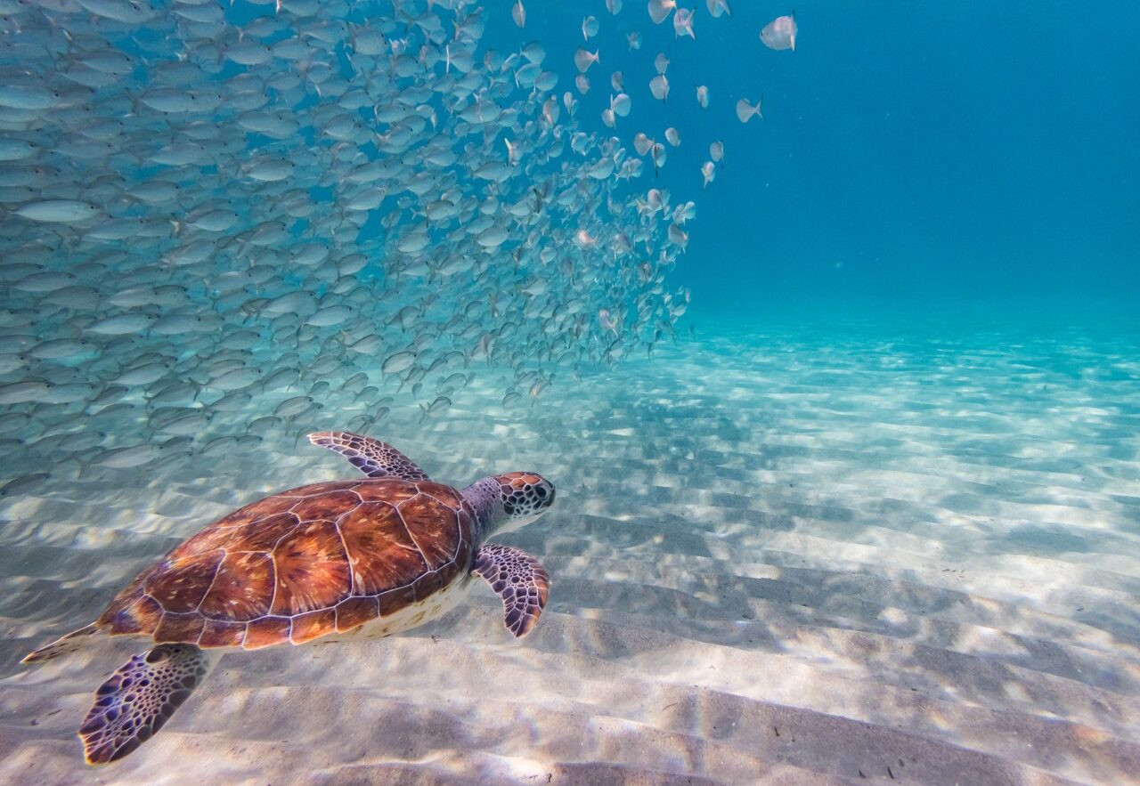 a turtle spotted while shore diving in Curacao