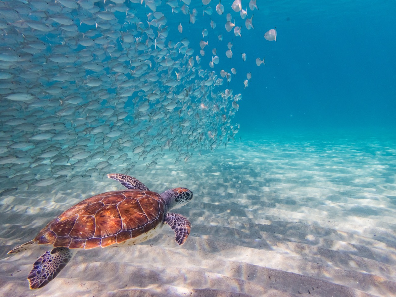 a turtle spotted while diving in Curacao, a conservationist's dream