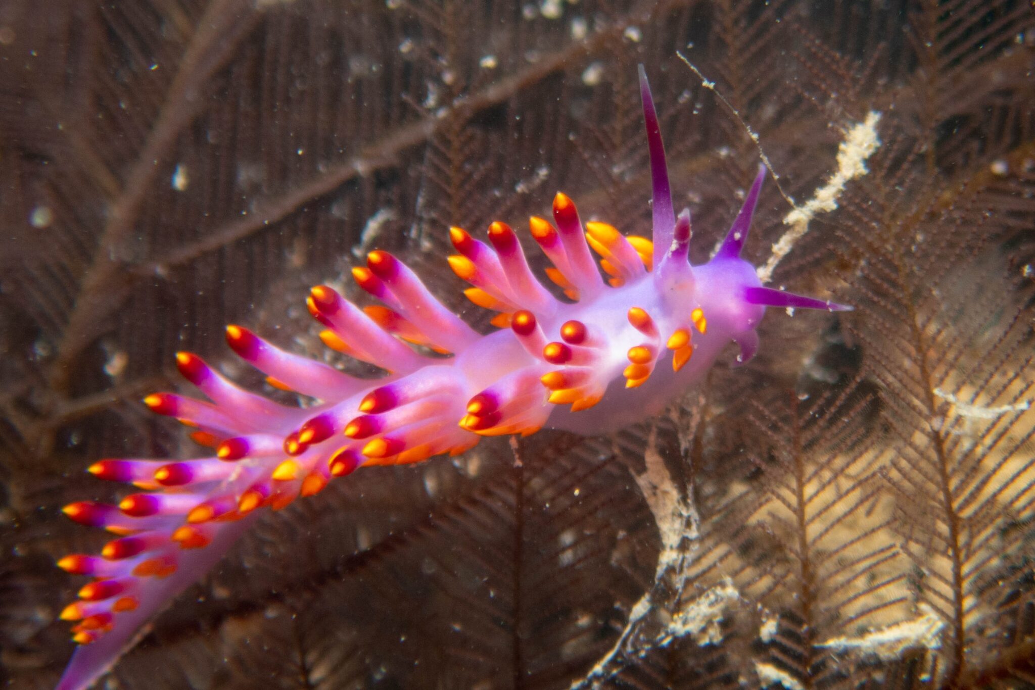 cuthona-nudibranch-singapore-mohd-helmy