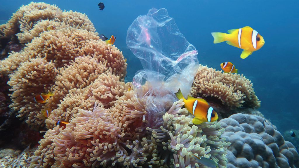 プラスチックの海？いいえ結構です