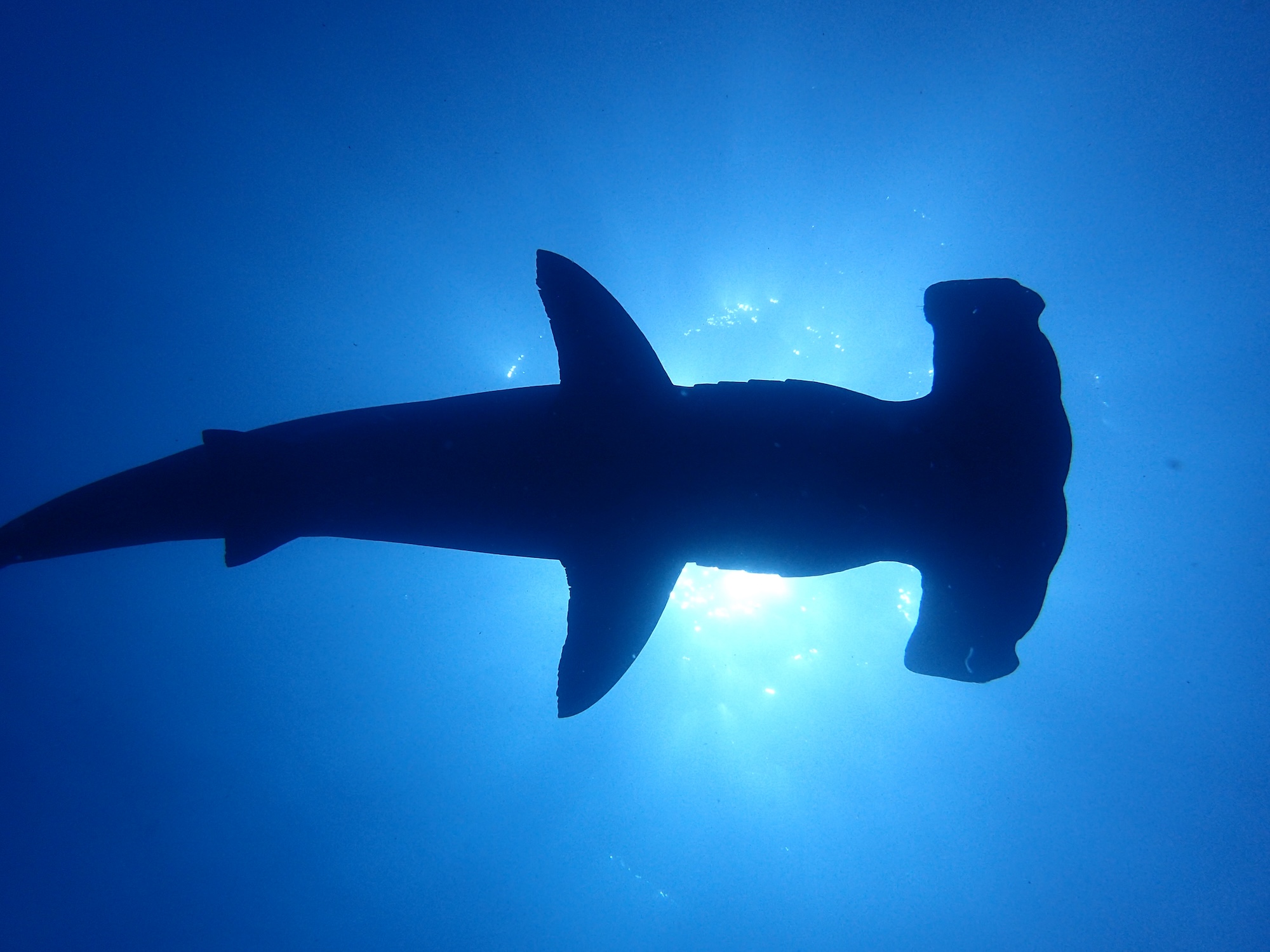 hammerhead shark silhouette from below